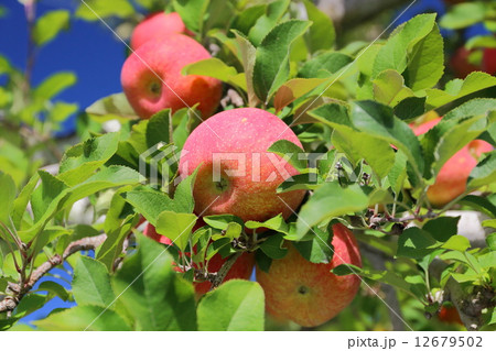 信州リンゴ 信州リンゴ 12679502