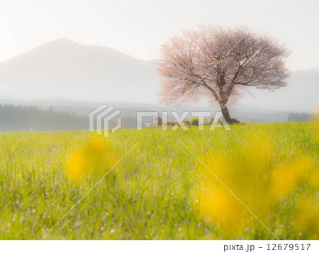前原の一本桜 前原の一本桜 12679517