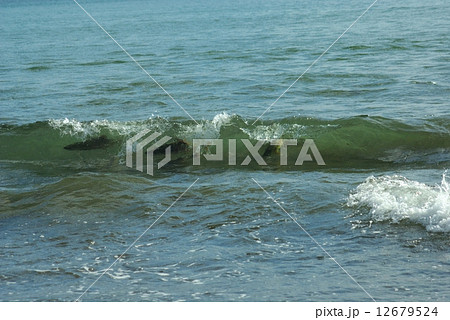 鮭の魚影 12679524
