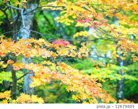 紅葉 紅葉 12679805