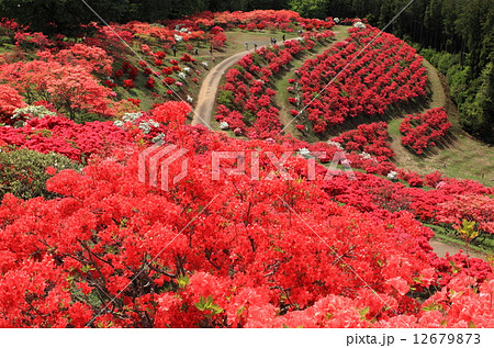 笠間つつじまつり 12679873