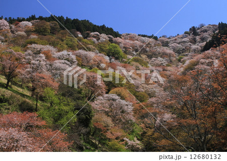 奈良県 吉野 上千本 春爛漫 奈良県 吉野 上千本 春爛漫 12680132