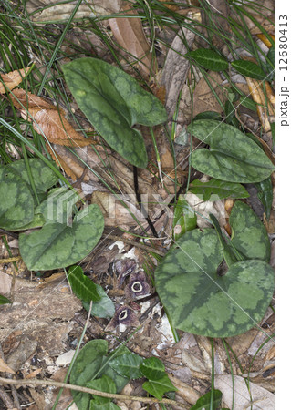 カンアオイ 12680413