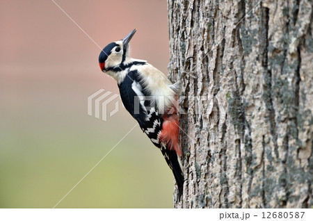 アカゲラ 12680587