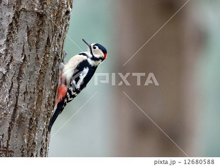 アカゲラ アカゲラ 12680588