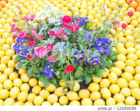 レモン レモン 12680686
