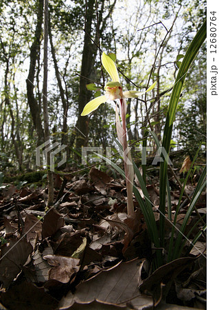 シュンラン 12680764