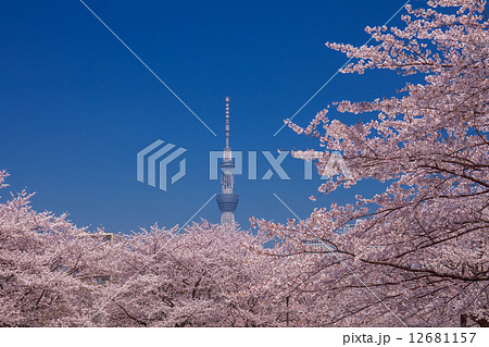 東京スカイツリーと桜 12681157