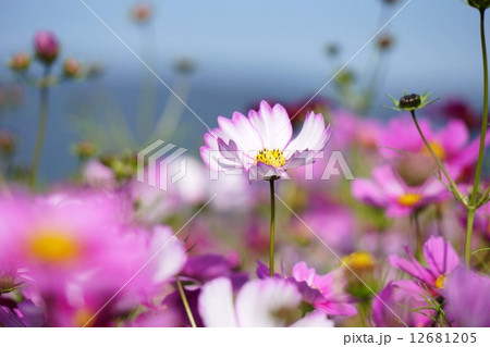 コスモス コスモス 12681205