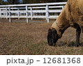 ひつじ 12681368