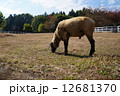 ひつじ 12681370