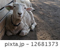 ひつじ 12681373
