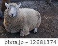 ひつじ 12681374