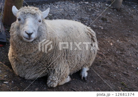ひつじ ひつじ 12681374