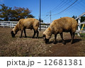 ひつじ 12681381