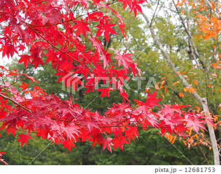 カエデ 12681753