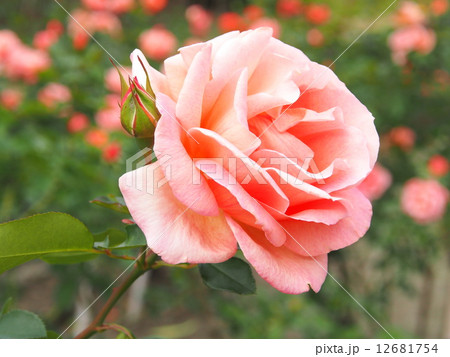 バラ・万葉 12681754