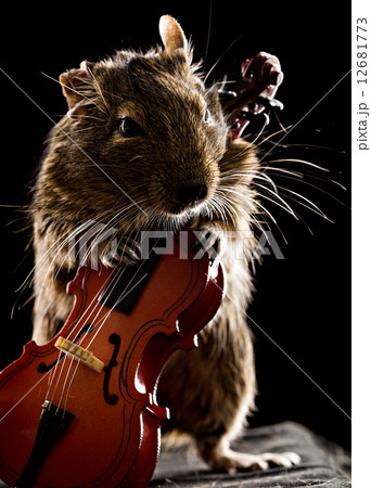 degu mouse playing cello 12681773