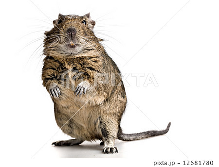 funny pet degu mouse with yellow teeth funny pet degu mouse with yellow teeth 12681780