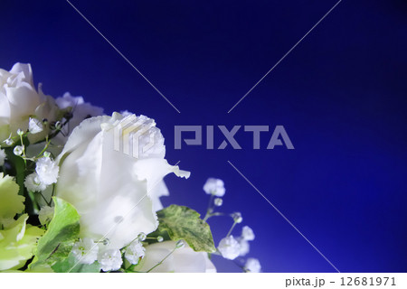 白い薔薇の背景素材(青) 白い薔薇の背景素材(青) 12681971
