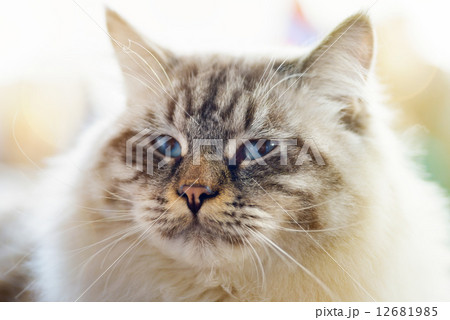 Ragamuffin cat 12681985