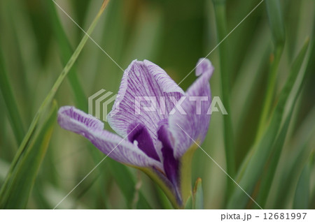 花菖蒲　筑波根　つくばね 12681997