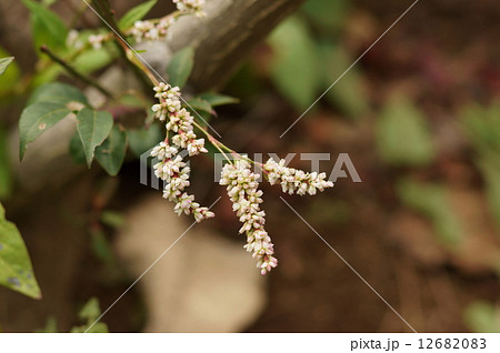 アイ アイタデ タデアイ 藍 藍蓼 蓼藍 Polygonum tinctorium アイ アイタデ タデアイ 藍 藍蓼 蓼藍 Polygonum tinctorium 12682083