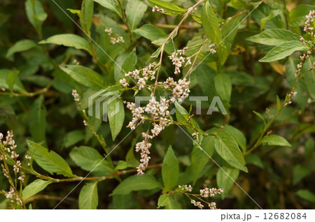 アイ アイタデ タデアイ 藍 藍蓼 蓼藍 Polygonum tinctorium アイ アイタデ タデアイ 藍 藍蓼 蓼藍 Polygonum tinctorium 12682084