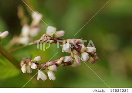 アイ アイタデ タデアイ 藍 藍蓼 蓼藍 Polygonum tinctorium アイ アイタデ タデアイ 藍 藍蓼 蓼藍 Polygonum tinctorium 12682085