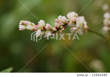 アイ　アイタデ　タデアイ　藍　藍蓼　蓼藍　Polygonum tinctorium 12682086