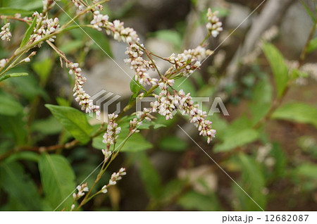 アイ アイタデ タデアイ 藍 藍蓼 蓼藍 Polygonum Tinctoriumの写真素材