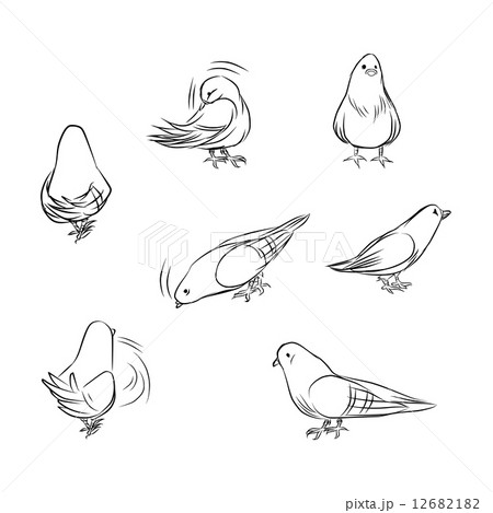 Outline Pigeon Actions Outline Pigeon Actions 12682182