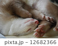 フェレット 12682366