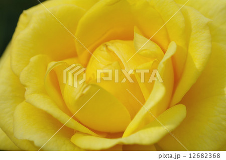 ゴールドバニィ 12682368