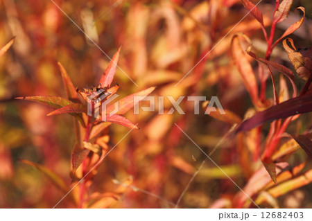タコノアシの実と紅葉 タコノアシの実と紅葉 12682403