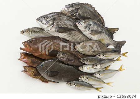 釣魚の集合 12683074