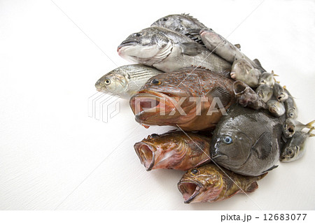 釣魚の集合 12683077