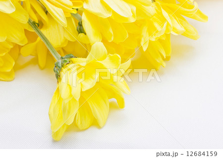 Yellow chrysanthemum flowers. 12684159