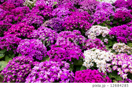 Purple senecio flower Purple senecio flower 12684285