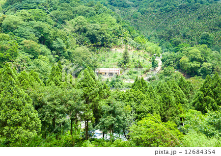 Forest from top view Forest from top view 12684354