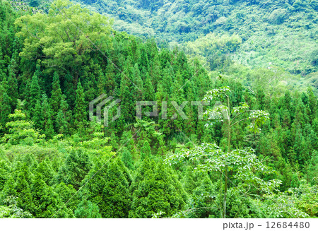 Forest on mountain 12684480
