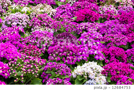 Different senecio flower 12684753