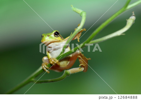 アマガエル 12684888