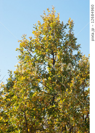 Green - yellow branches oak and blue sky Green - yellow branches oak and blue sky 12684960