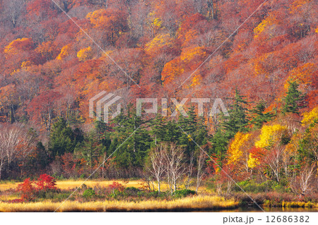秋田　鹿角市　八幡平　大沼 12686382