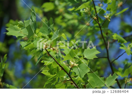 春の百合の木 12686404