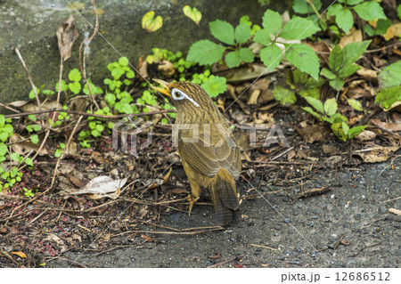 地面の餌を探すガビチョウ 12686512