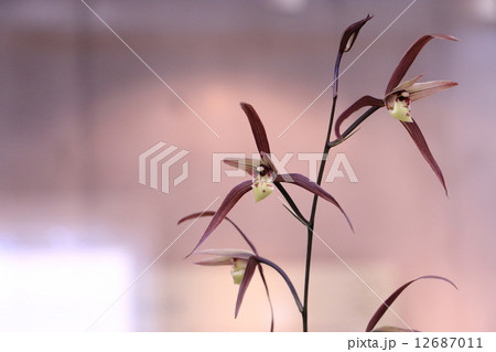 土佐寒蘭大和 12687011