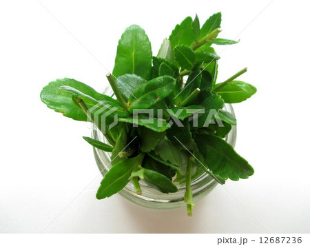 ハマギクの挿し穂　水揚げ　 12687236