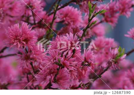 菊桃　またの名を源氏車と申します。 12687390